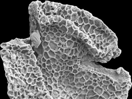 56 million-year-old fossil pollen grains collected from Wyoming and photographed on the NMNH’s scanning electron microscope.